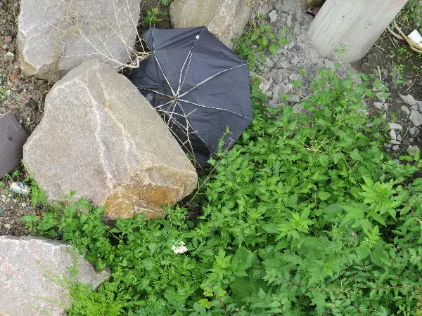 Malm� Closeup at Midsummer. Photo by Stefan Stenudd.