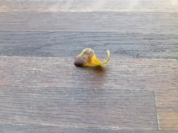 Malm� Closeup at Midsummer. Photo by Stefan Stenudd.