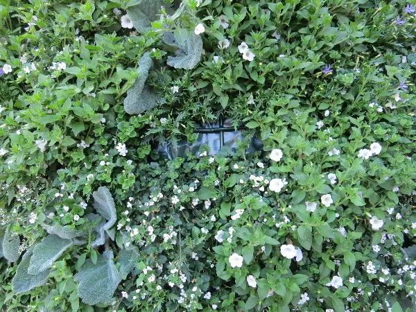 Malm� Closeup at Midsummer. Photo by Stefan Stenudd.